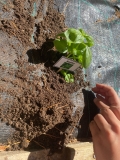 Festa_Terra_Primaria_29.04-(297).jpeg