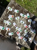 Festa_Terra_Primaria_29.04-(352).jpeg